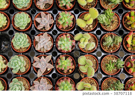 小多肉植物 38707118