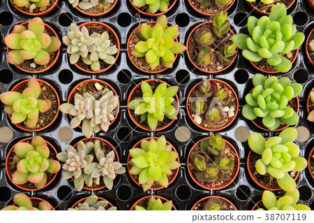 小多肉植物 小多肉植物 38707119