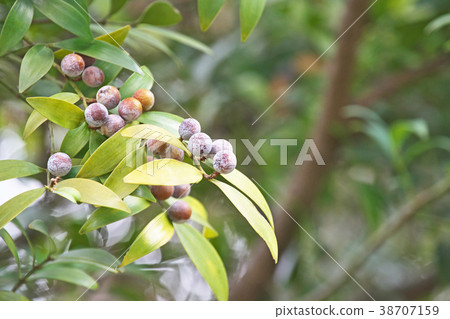 Nagi's fruit Nagi's fruit 38707159