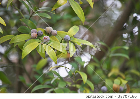 Nagi's fruit 38707160