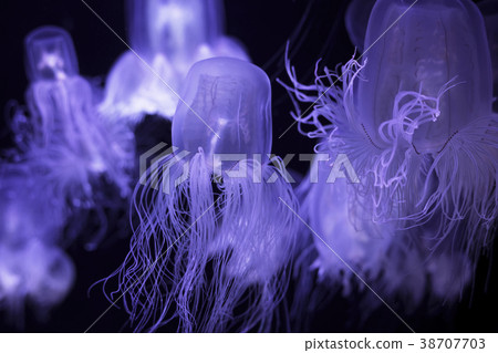 Fantastic jellyfish Fantastic jellyfish 38707703