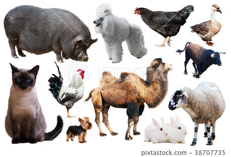 collection farm animals collection farm animals 38707735