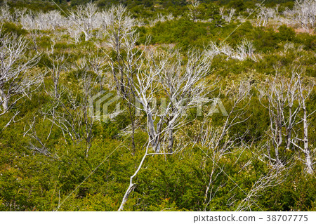 Forest and bushes near foot of Andes Forest and bushes near foot of Andes 38707775