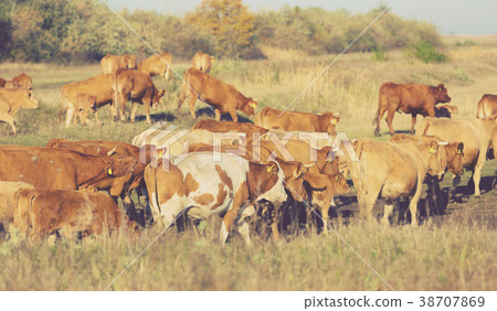 Herd of cows is grazing in the steppe of Hungary Herd of cows is grazing in the steppe of Hungary 38707869