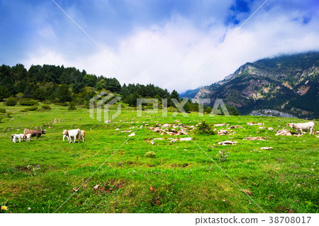 Summer view of highland meadow with cows 38708017
