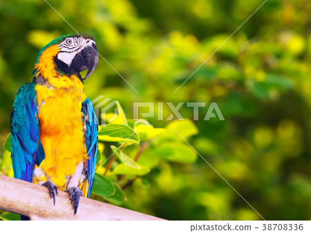 Green-winged macaw in forest area 38708336
