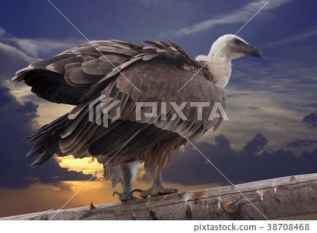 Griffon vulture against sunset Griffon vulture against sunset 38708468