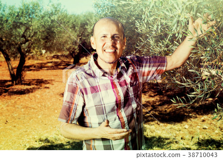 gardener in olive tree garden 38710043