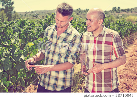 Vineyard workers discussing wine among grapes tree Vineyard workers discussing wine among grapes tree 38710045
