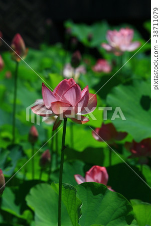 A large flower blooms A large flower blooms 38711079