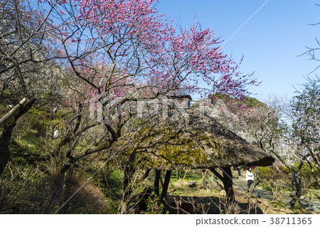 Plum festival of plum festival Azumaya 38711365