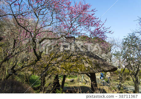 Plum festival of plum festival Azumaya 38711367