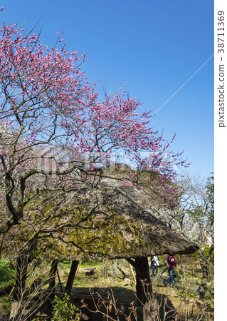 Plum festival of plum festival Azumaya 38711369