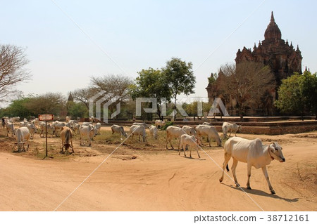 Bagan cattle herd / (Myanmar) 38712161