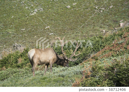 Elk in Rocky Mountain National Park Elk in Rocky Mountain National Park 38712406