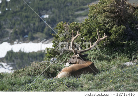 Elk in Rocky Mountain National Park 38712410