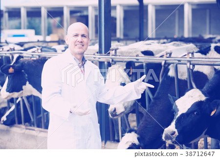 Mature vet posing with cows Mature vet posing with cows 38712647