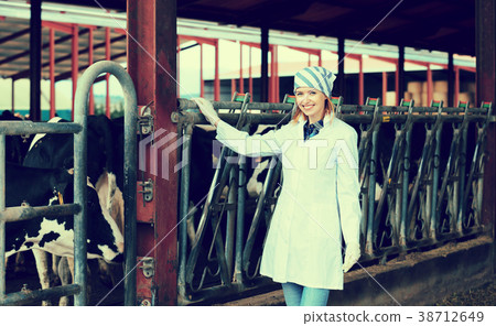 Veterinary technician with dairy cattle Veterinary technician with dairy cattle 38712649