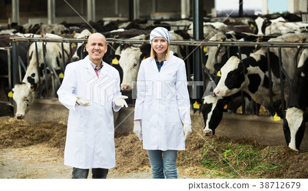 Workers taking care of cows 38712679