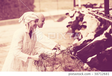 Portrait of farm workers in cowhouse Portrait of farm workers in cowhouse 38712681