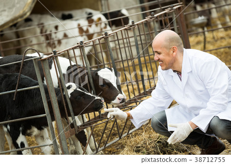 Veterinarian with calves in livestock farm. Veterinarian with calves in livestock farm. 38712755