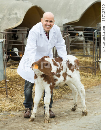 Veterinarian with calves in livestock farm. Veterinarian with calves in livestock farm. 38712760