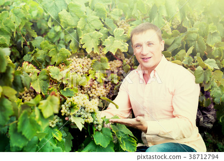Portrait of adult farmer near grapes in vineyard 38712794