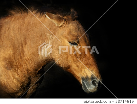 Przevalsky horse portrait close-up on a black 38714619