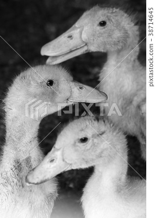 three ducklings background pattern three ducklings background pattern 38714645