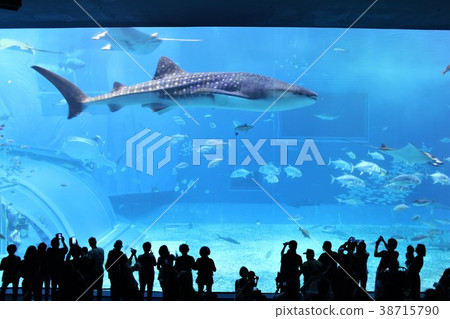 Whale shark Whale shark 38715790