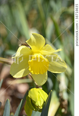 小號水仙花（水仙花） 38718635