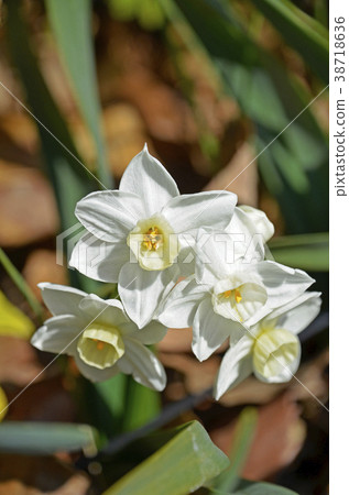 Nihonseizen（日本水仙） 38718636