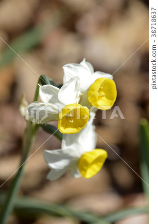 Nihonseizen（日本水仙） 38718637