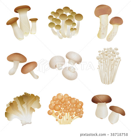 各種蘑菇 各種蘑菇 38718758