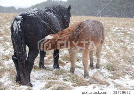 冷馬 38719652