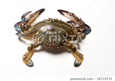 三疣梭子蟹 三疣梭子蟹 38719735