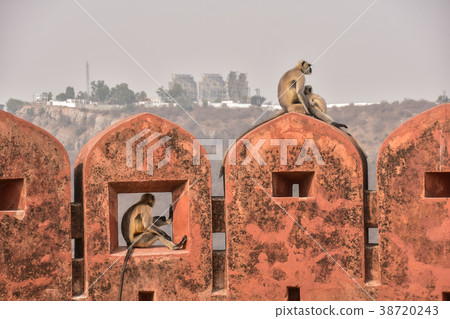 Jaipur fortress at Jaipur Amber Fort in India A family of Hamanon langurs resting at the foot Jaipur fortress at Jaipur Amber Fort in India A family of Hamanon langurs resting at the foot 38720243