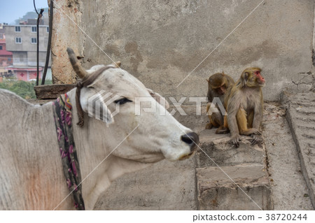 Wild monkeys and cows that appeared in the Galta residence in Jaipur, India Wild monkeys and cows that appeared in the Galta residence in Jaipur, India 38720244