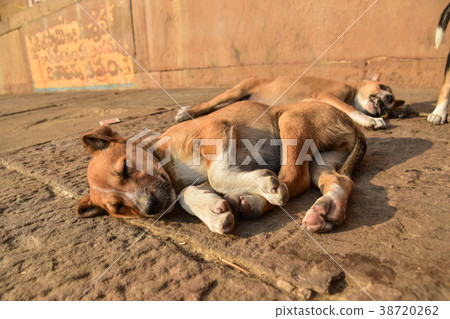 Indian World Heritage Site Varanasi's Ganges River A cute puppy taking a nap in the Ghat Indian World Heritage Site Varanasi's Ganges River A cute puppy taking a nap in the Ghat 38720262