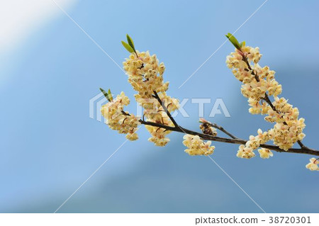 山胡椒花綻放,在台灣新竹尖石台,原住民泰雅族人稱之為馬告(Maqaw) 山胡椒花綻放,在台灣新竹尖石台,原住民泰雅族人稱之為馬告(Maqaw) 38720301