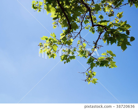 Clear blue sky and green tree leaves frog eye view 38720636