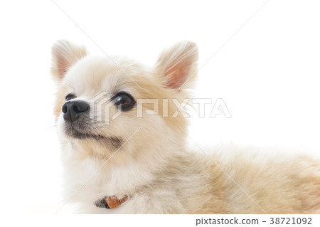 A dog to relax A dog to relax 38721092