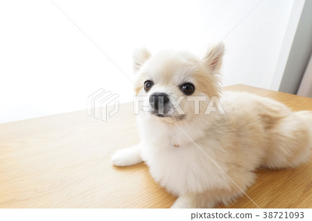 A dog to relax A dog to relax 38721093