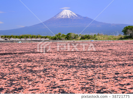 富士川河床-9268的春景 38721775