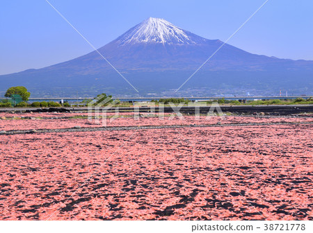 Spring scenery from Fujikawa riverbed-2279 38721778