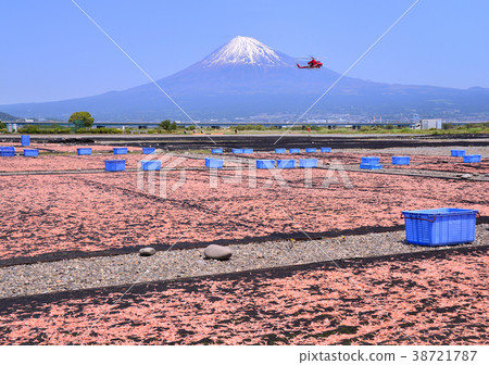 富士川河床-9308的春景 38721787