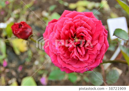 玫瑰花,拍攝於台灣台北玫瑰園  (榮光的玫瑰是日本) 38721909