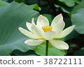 Lotus flower 38722111
