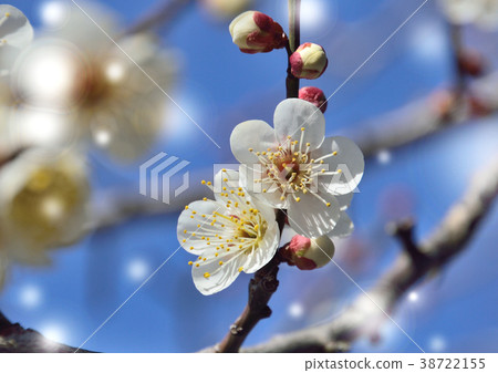 梅花綻放早春 梅花綻放早春 38722155