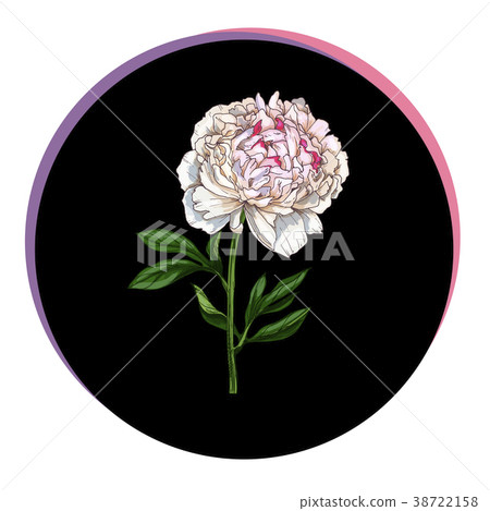 Beautiful peony flower in a black circle. 38722158